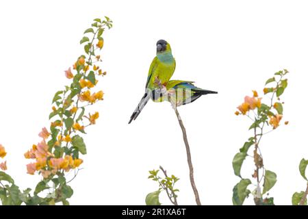 Nanday-Sittiche (Aratinga nenday) auf blühenden Zweigen im Pantanal von Brasilien. Stockfoto