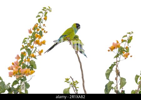 Nanday-Sittiche (Aratinga nenday) auf blühenden Zweigen im Pantanal von Brasilien. Stockfoto