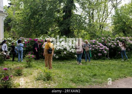 Die Menschen machen Fotos in der Nähe der blühenden Pflanzen im Botanischen Garten von Odessa (Botanischer Garten der Odessa National University, benannt nach Ilya Mechnikov). Odessa Botanical Garden (Botanischer Garten der Odessa Ilya Mechnikov National University) über 3.000 Arten grüner Arten werden auf dem Gebiet des Gartens mit einer Fläche von etwa 16 Hektar präsentiert. Der Garten ist eine Bildungsunterteilung der Fakultät für Biologie der Universität, auf dessen Grundlage jährlich Diplome und Semesterpapiere durchgeführt werden, das wissenschaftliche Personal des Gartens beteiligt sich am Bildungsprozess. Der Garten i Stockfoto