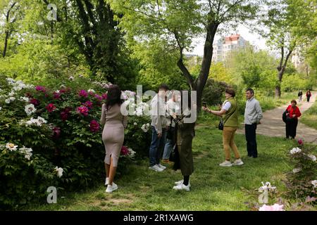 Die Menschen machen Fotos in der Nähe der blühenden Pflanzen im Botanischen Garten von Odessa (Botanischer Garten der Odessa National University, benannt nach Ilya Mechnikov). Odessa Botanical Garden (Botanischer Garten der Odessa Ilya Mechnikov National University) über 3.000 Arten grüner Arten werden auf dem Gebiet des Gartens mit einer Fläche von etwa 16 Hektar präsentiert. Der Garten ist eine Bildungsunterteilung der Fakultät für Biologie der Universität, auf dessen Grundlage jährlich Diplome und Semesterpapiere durchgeführt werden, das wissenschaftliche Personal des Gartens beteiligt sich am Bildungsprozess. Der Garten i Stockfoto