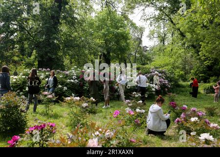 Die Menschen machen Fotos in der Nähe der blühenden Pflanzen im Botanischen Garten von Odessa (Botanischer Garten der Odessa National University, benannt nach Ilya Mechnikov). Odessa Botanical Garden (Botanischer Garten der Odessa Ilya Mechnikov National University) über 3.000 Arten grüner Arten werden auf dem Gebiet des Gartens mit einer Fläche von etwa 16 Hektar präsentiert. Der Garten ist eine Bildungsunterteilung der Fakultät für Biologie der Universität, auf dessen Grundlage jährlich Diplome und Semesterpapiere durchgeführt werden, das wissenschaftliche Personal des Gartens beteiligt sich am Bildungsprozess. Der Garten i Stockfoto