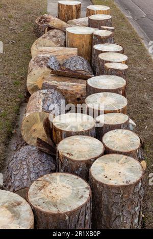 Kiefernholzstämme auf dem Boden nach dem Schneiden Stockfoto