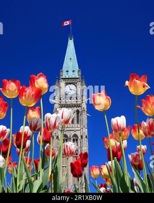 Kanadischer Parlamentsturm, umgeben von mehrfarbigen Tulpen im Frühling, Ottawa, Kanada Stockfoto