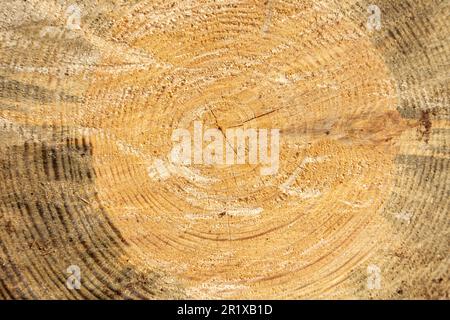 Baumringe am Ende der geschnittenen Kiefer. Stockfoto
