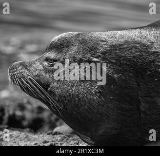 Nahaufnahme des Seelöwengesichts mit Blick auf das Meer auf den Inseln in British Columbia. Seehunde am Strand. Ein Reisefoto, niemand Stockfoto