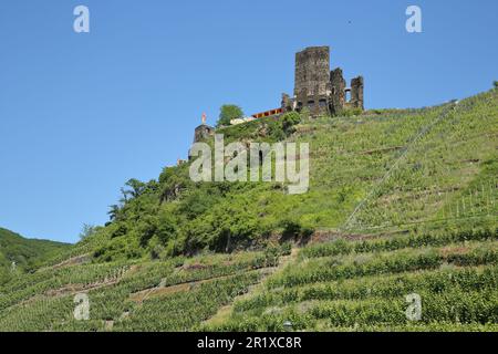 Schloss Metternich in den Weinbergen, Beilstein, Mittelmosel, Mosel, Rheinland-Pfalz, Deutschland Stockfoto