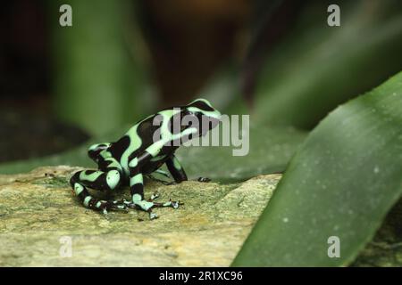 Goldbaumflyer (Dendrobates auratus), in Gefangenschaft Stockfoto