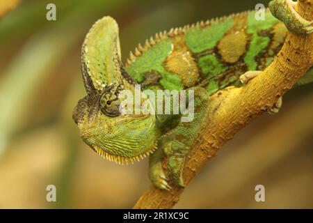 Chamäleon (Chamaeleo calyptratus), in Gefangenschaft Stockfoto