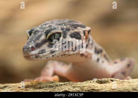 Leopardengecko (Eublepharis macularius), in Gefangenschaft Stockfoto