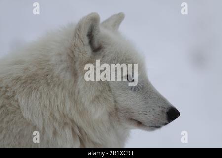 Porträt des in Gefangenschaft gehaltenen Alaska-Tundra-Wolfs (Canis lupus albus) Stockfoto