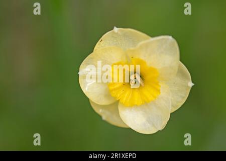 Schleichende Butterblumen-Makro-Nahaufnahme. Ranunculus repens Stockfoto