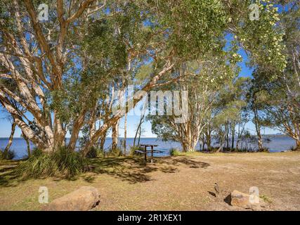 Ruhe am Seeufer, Picknicktisch im Schatten blühender Melaleuca Papierbarken oder Flaschenbürste am Sandufer des beliebten Lake Cootharaba Stockfoto