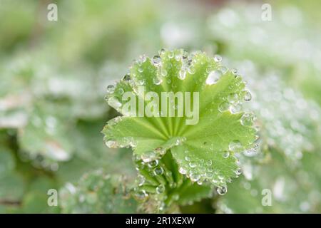 Wassertropfen auf Abreise am frühen Frühlingsmorgen Stockfoto