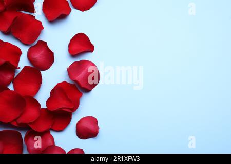Wunderschöne rote Rosenblütenblätter auf hellblauem Hintergrund, flach liegend. Platz für Text Stockfoto