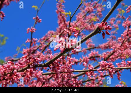Das Foto wurde in Odessa, Ukraine, aufgenommen. Das Bild zeigt einen wunderschönen Zweig eines blühenden Judas-Baumes oder europäischen Cercis. Stockfoto