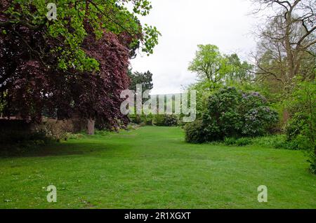Sheffield Botanical Gardens Osbornes Feld, Frühling Stockfoto