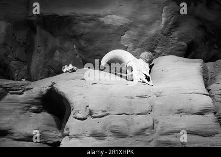 Tierschädel auf einer felsigen Wüstenklippe, Black and White Stockfoto