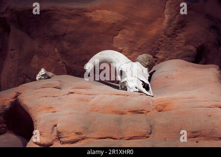 Tierschädel auf einer felsigen Wüstenklippe Stockfoto