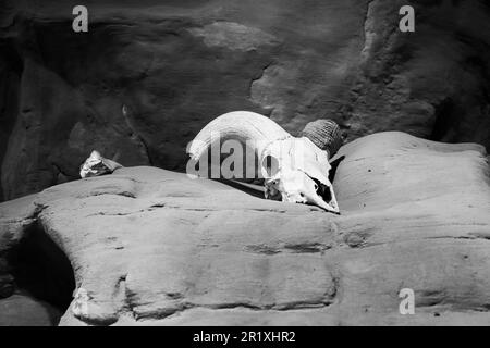 Tierschädel auf einer felsigen Wüstenklippe, Black and White Stockfoto