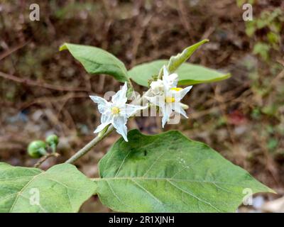 Eine Gruppe sternförmiger weißer Solanum torvum-Blüten mit fünf Blütenblättern und hellgelben Mittelpunkten blüht inmitten üppig grüner Blätter. Stockfoto