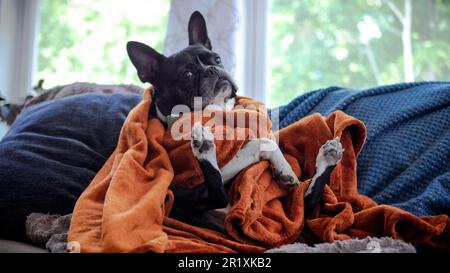 Eine süße französische Bulldogge, die unter einer gemütlichen Decke auf einem bequemen Sofa sitzt. Stockfoto
