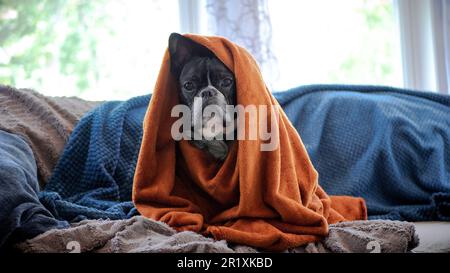 Eine süße französische Bulldogge, die unter einer gemütlichen Decke auf einem bequemen Sofa sitzt. Stockfoto