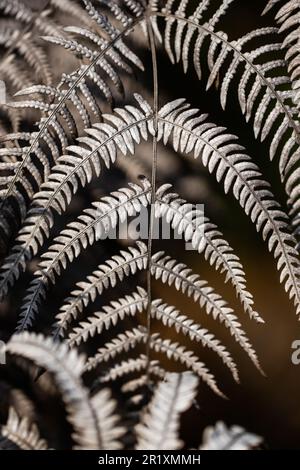 Eine Nahaufnahme der silbernen Farnblätter zeigt glühende Silberfarbe in der Sonne auf verschwommener Natur im Hintergrund. Draufsicht. Stockfoto