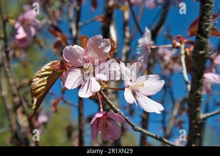 Prunus sargentii, Sargents Kirschbaum blüht gegen blauen Himmel Stockfoto