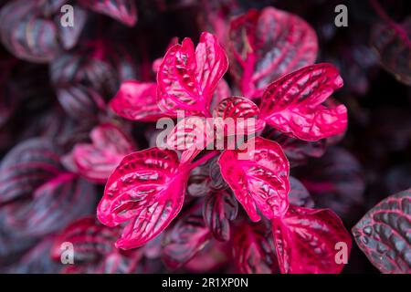 Blick von oben auf die im Garten wachsenden Iresinblüten oder Blattpflanzen. Stockfoto