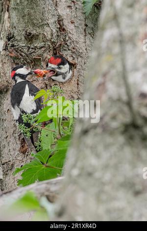 Vater und Sohn auf dem Nest, der große gefleckte Specht, männlich mit seinem Küken (Dendrocopos Major) Stockfoto