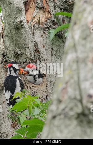 Vater und Sohn auf dem Nest, der große gefleckte Specht, männlich mit seinem Küken (Dendrocopos Major) Stockfoto