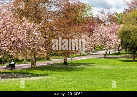 Frühlingskirschblüte im Pittencrieff Park, Dunfermline, Fife, Schottland Stockfoto