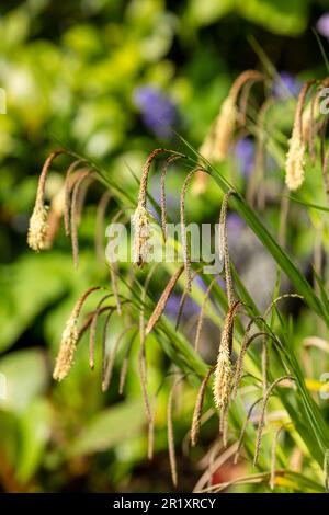 Carex Pendula ist ein großer Sedge der Gattung Carex. Sie tritt in Wäldern, Buschgebieten, Hecken und neben Bächen auf und bevorzugt feuchte, schwere Lehmböden Stockfoto