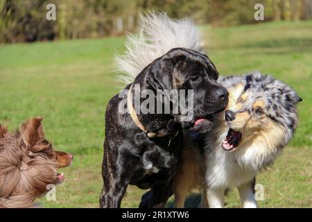 Drei verspielte Hundebegleiter laufen und springen fröhlich auf einer grünen Wiese herum Stockfoto