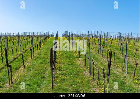 Rebfläche mit Reben im Frühjahr, Gleiszellen-Gleishorbach, Pfalz, Rheinland-Pfalz, Deutschland, Europa Stockfoto