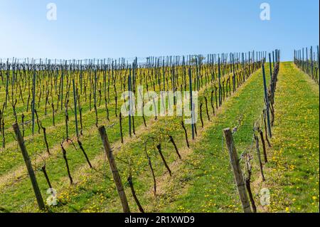 Rebfläche mit Reben im Frühjahr, Gleiszellen-Gleishorbach, Pfalz, Rheinland-Pfalz, Deutschland, Europa Stockfoto