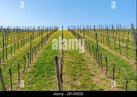 Rebfläche mit Reben im Frühjahr, Gleiszellen-Gleishorbach, Pfalz, Rheinland-Pfalz, Deutschland, Europa Stockfoto