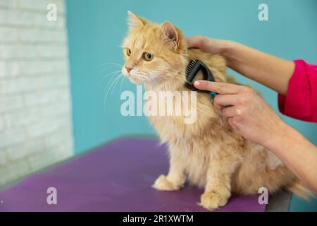 Die Orangenkatze hatte einen verärgerten Gesichtsausdruck und wollte fliehen, als sie durch ihren Kopf gekämmt wurde. Katzenhaarbürste, Kammbürste für Tiere. Hu Stockfoto
