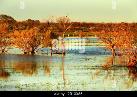 Überflutete Landschaft mit gemeinen Löffelvögeln ( Platalea leucorodia ), Pilbara, Nordwestaustralien Stockfoto