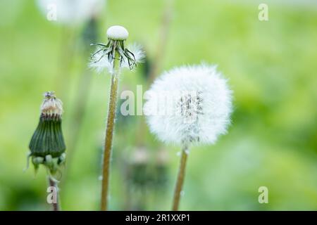 Geschlossener Bud eines Dandelions. Weißer Dandelion blüht im grünen Gras. Hochwertige Fotos Stockfoto