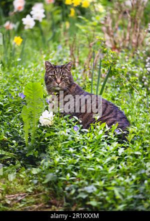 Süße Hauskatze auf dem Gras im Garten, umgeben von Blumen. (Felis catus). Selektiver Fokus. Stockfoto