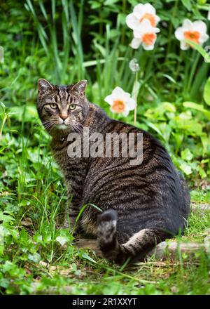 Süße Tabby-Katze, die auf einer Stufe in einem Landhaus-Frühlingsgarten sitzt. (Felis catus). Selektiver Fokus. Stockfoto
