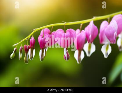 Wunderschöne herzförmige rosa blutige Herzblume im Frühlings-Cottage-Garten. Verschwommener Hintergrund, weicher Fokus. (Dicentra spectabilis) Stockfoto