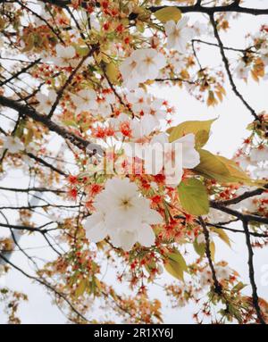 Ein lebendiger Zweig eines blühenden Baumes in einer natürlichen Umgebung im Freien Stockfoto
