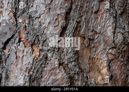 Schottische Pinienrinde (Pinus sylvestris). Der Nadelwald von Tarvisio. Italienische Alpen. Europa. Stockfoto