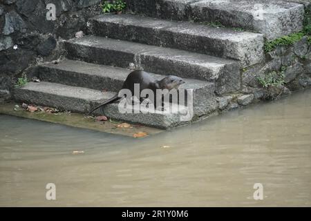 Glatt beschichtete Otter auf einer Treppe in der Nähe des Flusses Stockfoto