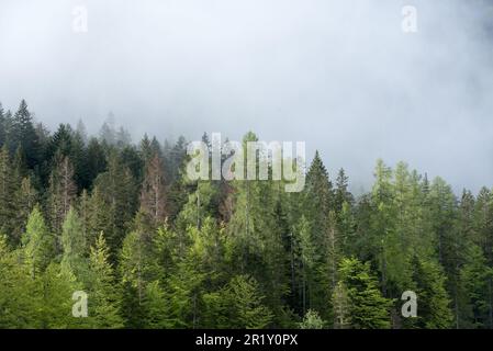 Panorami delle montagne e boschi delle dolomiti all'alba con nuvole Stockfoto