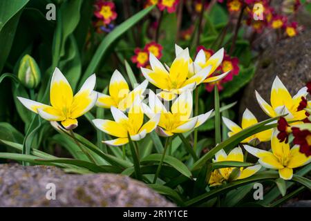 Weiße gelbe Tulpen oder Tulipa tarda im Garten im Frühling. Stockfoto