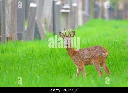 Roebuck auf Wiens Zentralfriedhof, Grabsteine im Hintergrund. Capreolus capreolus Wien, Osterreich Stockfoto