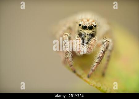 Eine Makroaufnahme einer Hyllus-Springspinne mit schwerem Körper (Hyllus semicupreus), die hoch oben auf einem Blatt steht Stockfoto